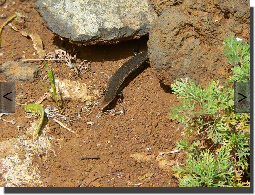 Chalcides viridanus